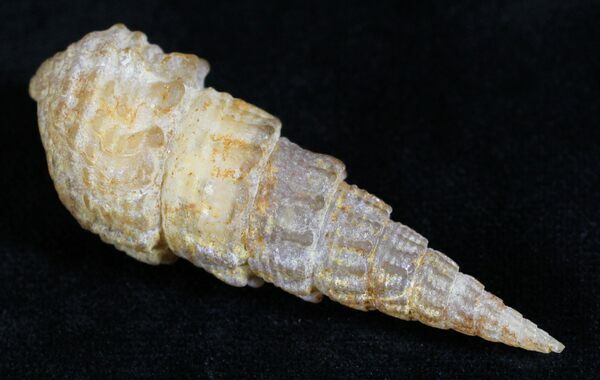 An agate replace fossil gastropod from Morocco.